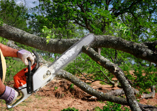 The Steps Involved in Our Tree Care Process in Bartow, FL